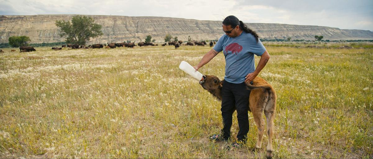 Jason Baldes füttert ein Bison-Kalb mit einer Flasche. Im Hintergrund befindet sich eine Herde am Fuß eines Berges.