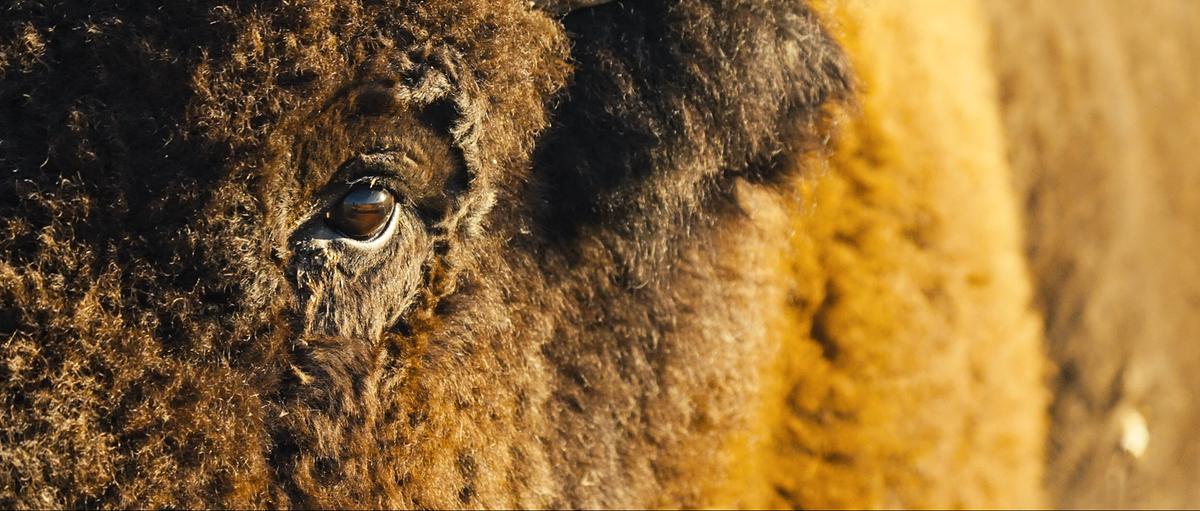 Die Nahaufnahme des Auges eines Bisons.