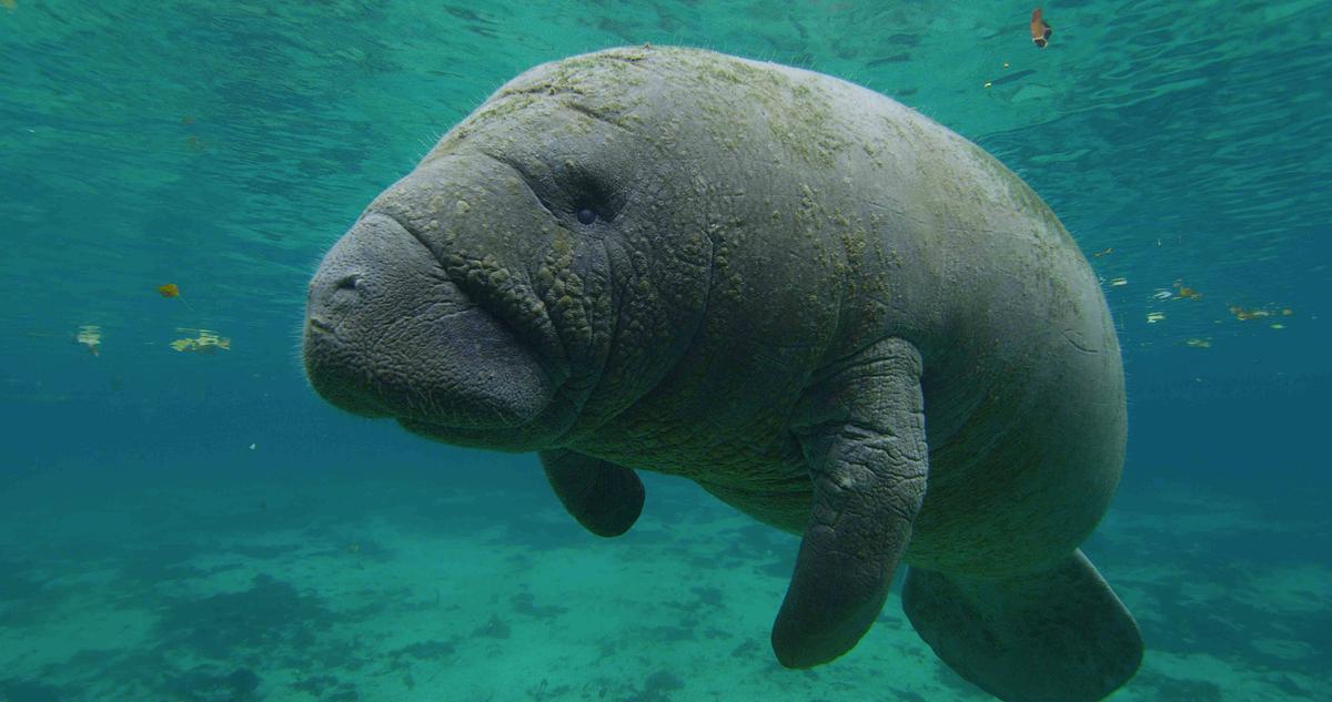 © ORF/NDR Ein Manati-Junges schwimmt in türkisblauem Wasser.