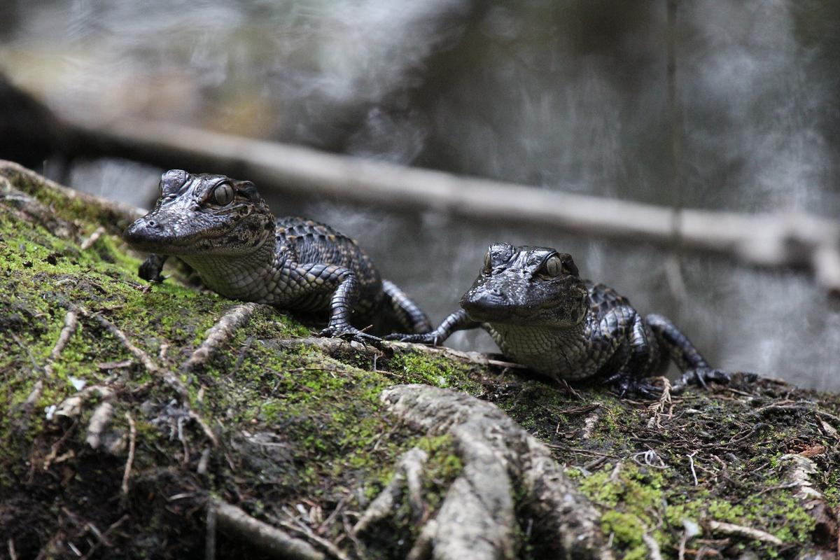 © ORF/NDR/Garl’s Coastal Kayaking Zwei Alligator-Junge auf einem moosbewachsenen Baumstamm.