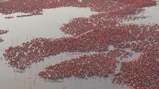 Unzählige Flamingos von oben auf einer Wasserfläche.