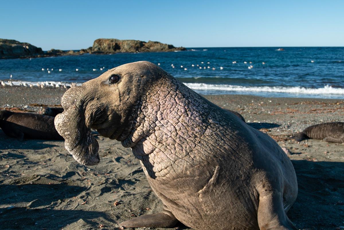 © ORF/Earth Touch/Oscura Productions Ein See-Elefant am Strand, der Sand ist dunkel, das Meer tief blau.
