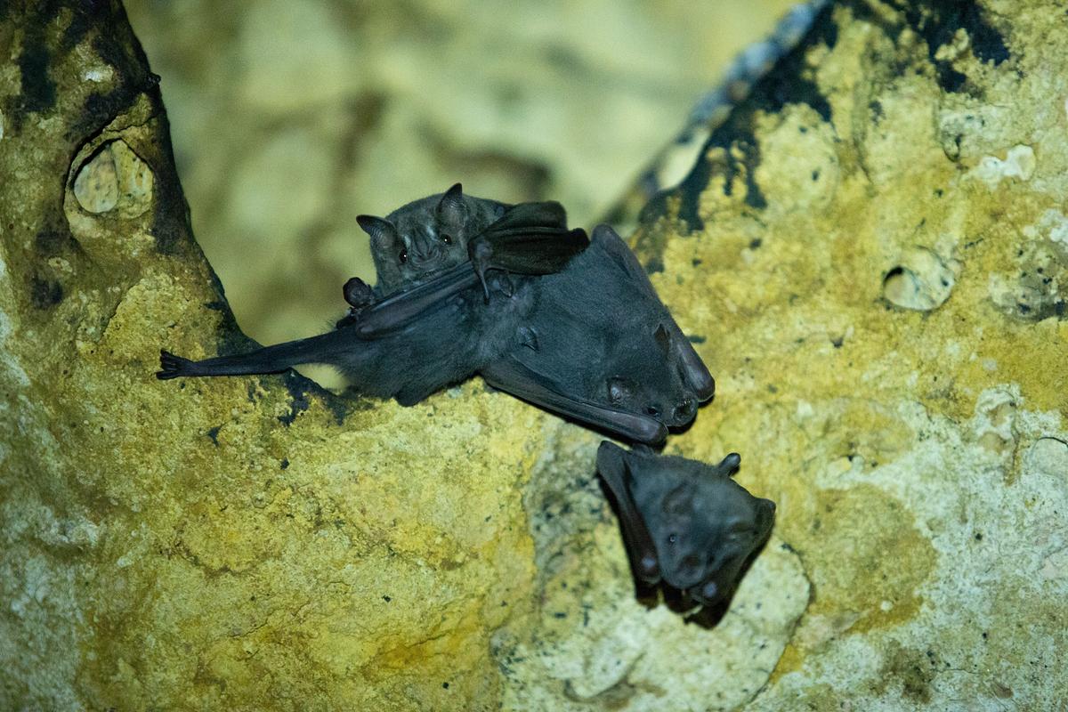 © ORF/Earth Touch/Oscura Productions/Jano Carranza Drei kleine, scharze Fledermäuse auf einem Felsen.