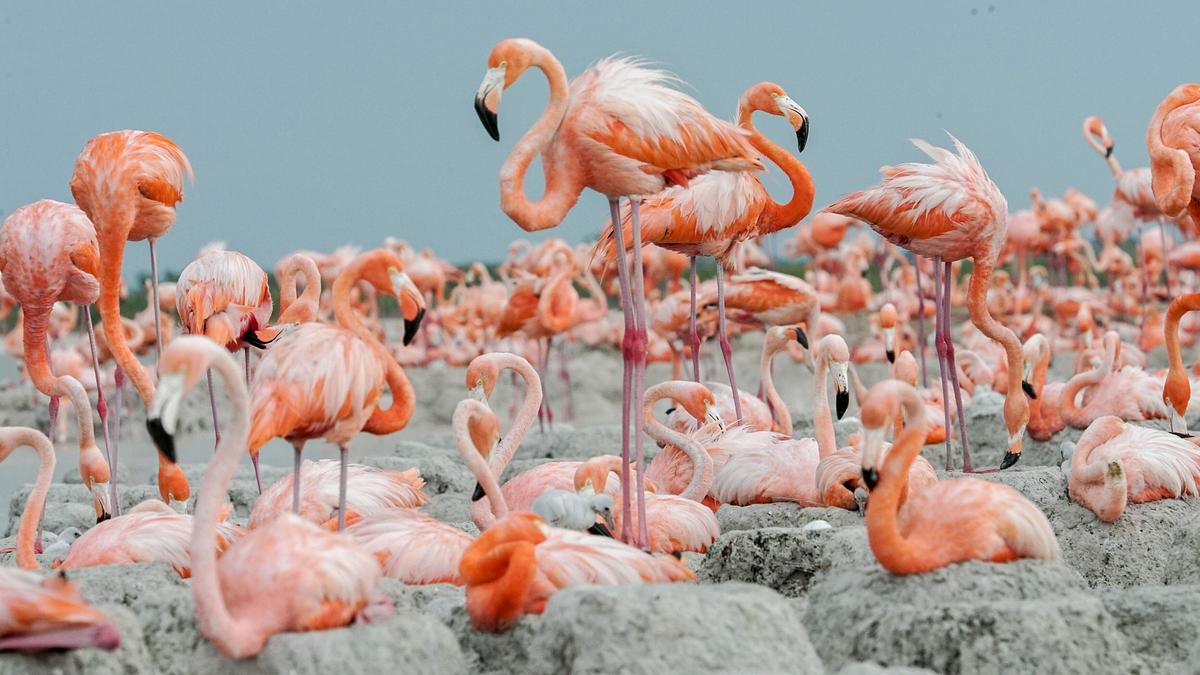 © ORF/Earth Touch/Oscura Productions Unzählige Flamingos ruhen oder stehen auf Felsen.