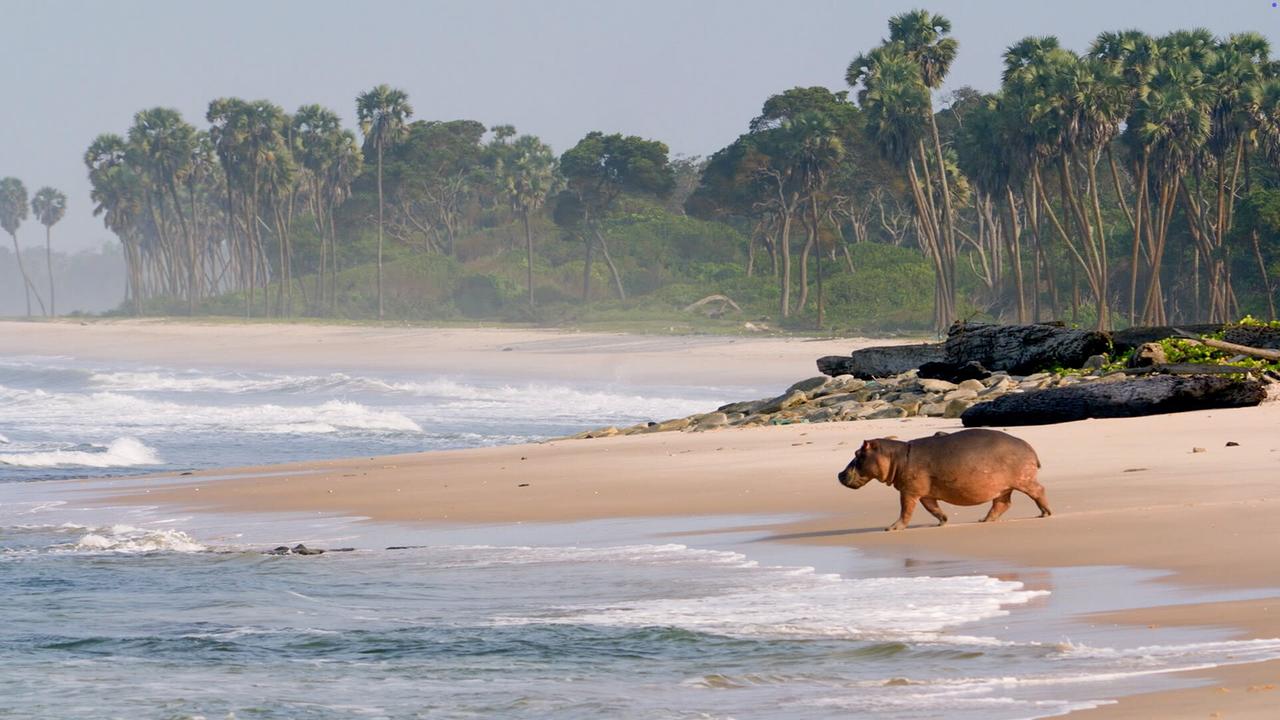 © ORF/Altayfilm GmbH Ein Flusspferd läuft über den Strand in Richtung Brandung. Im Hintergrund befindet sich Wald mit hohen Bäumen.