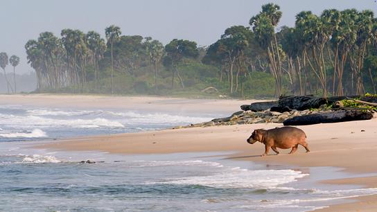 © ORF/Altayfilm GmbH Ein Flusspferd läuft über den Strand in Richtung Brandung. Im Hintergrund befindet sich Wald mit hohen Bäumen.