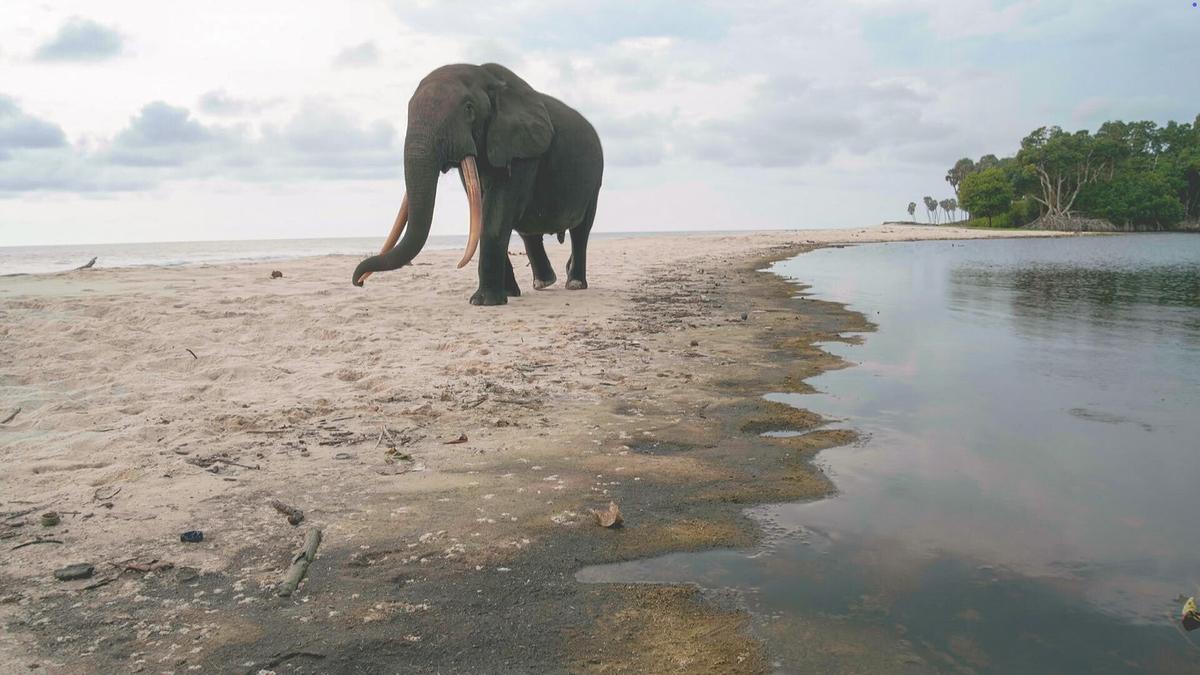 © ORF/Altayfilm GmbH Ein Elefant auf einem Streifen Sand am Meer.