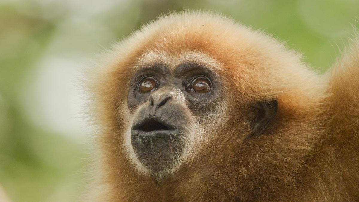 © ORF/Doclights GmbH/Text und Bild Medienproduktion/Robert Sigl Ein Weißhandgibbon mit rötlichem Fell singt.