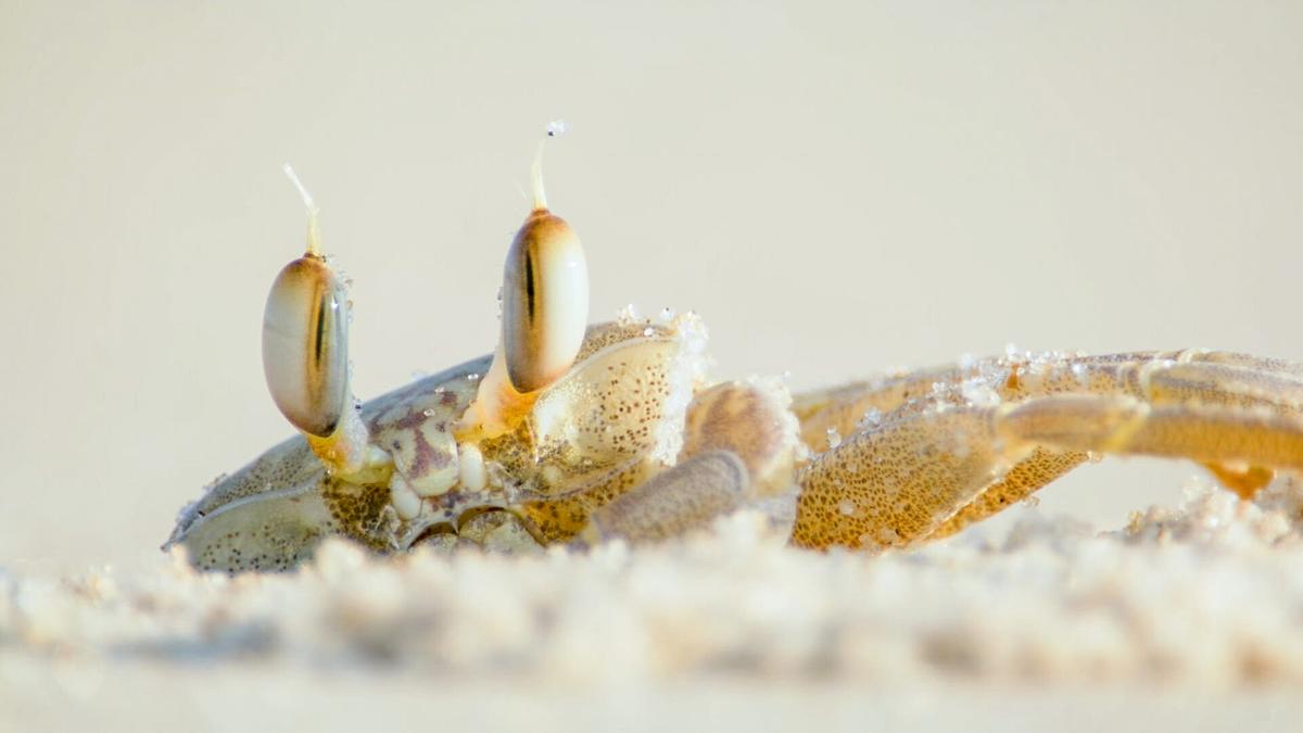 © ORF/Altayfilm GmbH Die Stielaugen einer Geisterkrabbe ragen aus dem Sand.