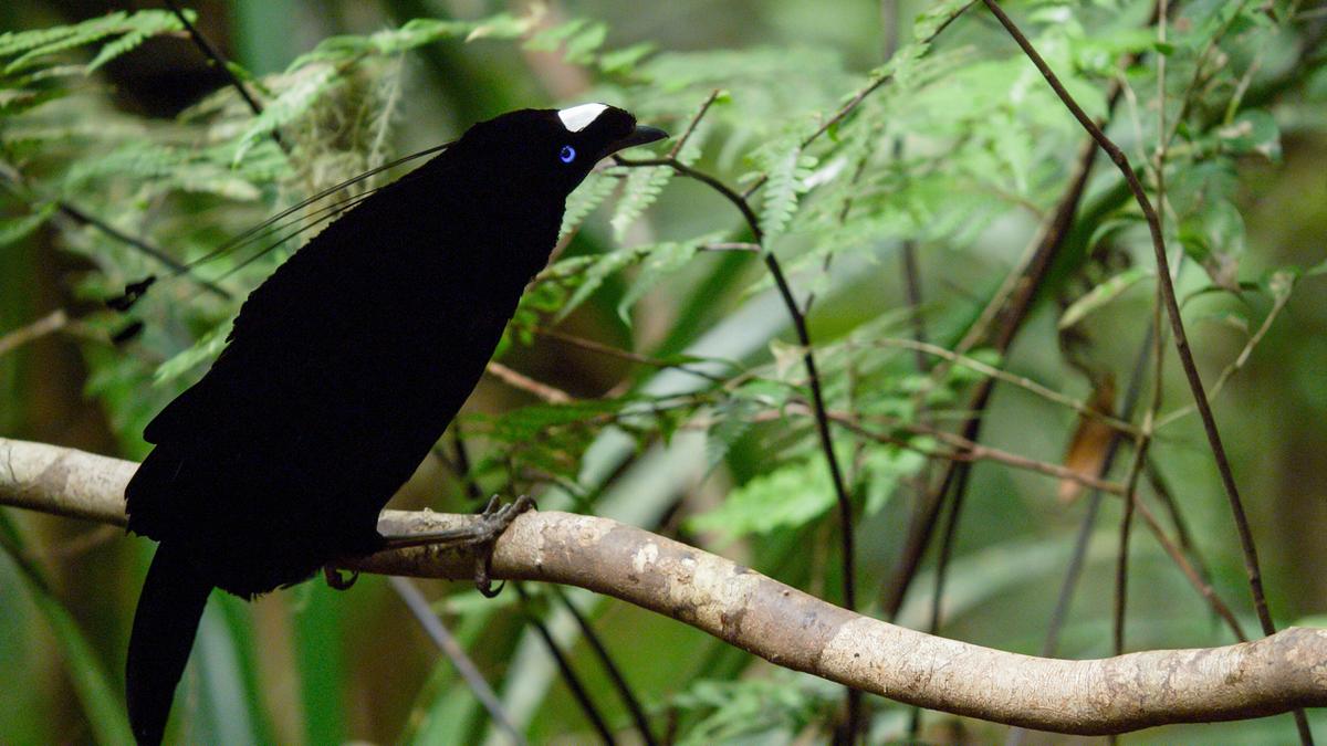 © ORF/Doclights GmbH/Text und Bild Medienproduktion/Brian McClatchy Auf einem Ast sitzt ein schwarzer Vogel mit blauen Augen und einem weißen Fleck auf der Stirn. An jeder Kopfseite trägt er drei verlängerte Schmuckfedern.