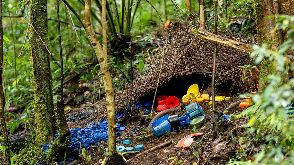 © ORF/Doclights GmbH/Text und Bild Medienproduktion/Robert Sigl Eine kleine Hütte aus Ästchen am Waldboden, davor Plastikmüll in blau, rot und gelb in farblich sortierten Häufchen.