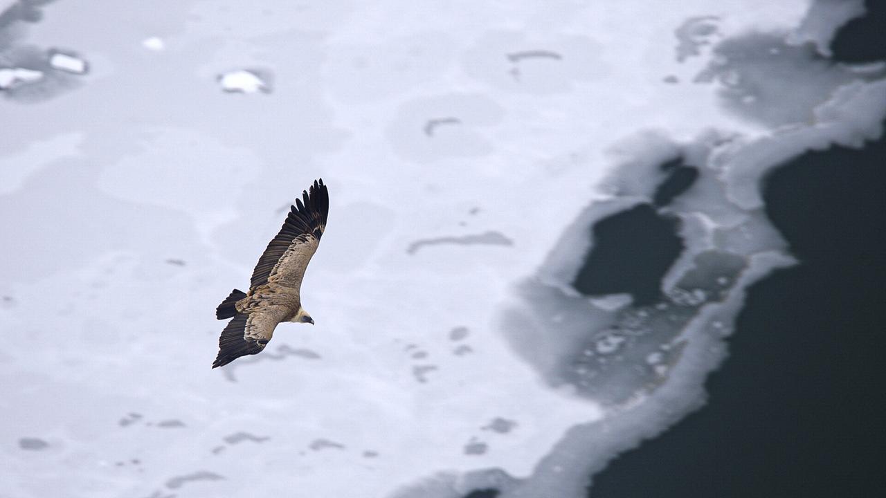 Ein Gänsegeier fliegt über einem zugefrorenen Gewässer.