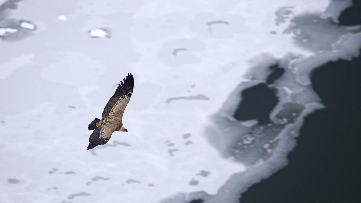 Ein Gänsegeier fliegt über einem zugefrorenen Gewässer.