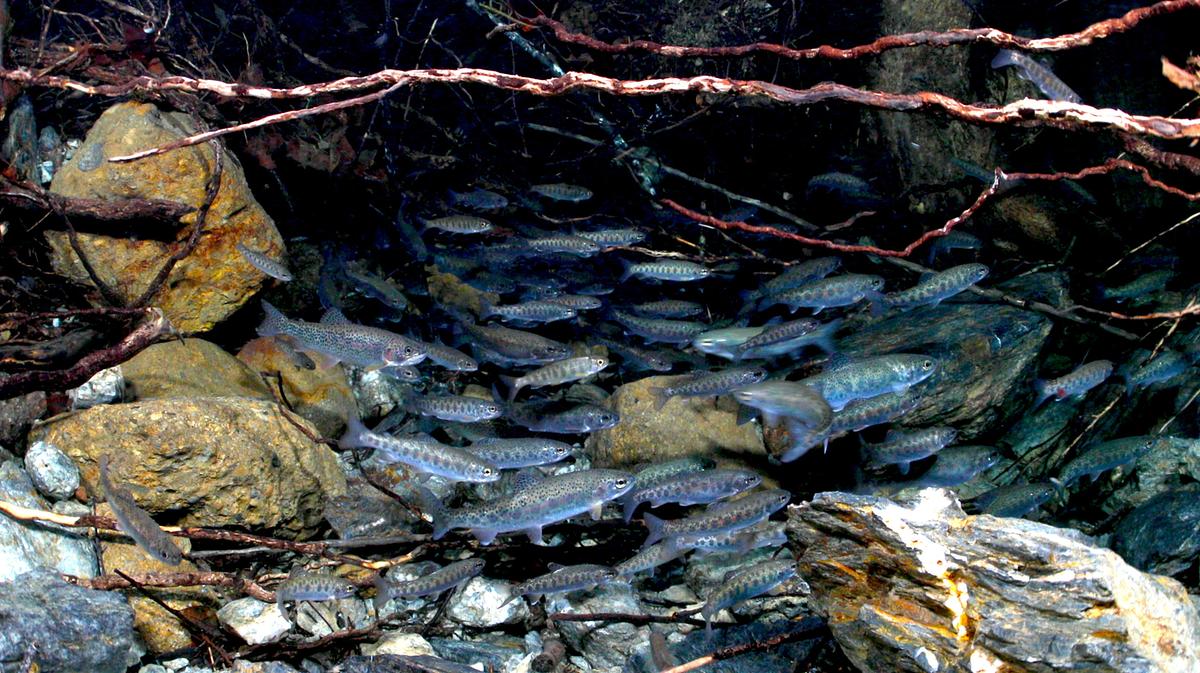 © ORF/Wild Logic LLC/Rick Rosenthal Junge Lachse schwimmen zwischen Steinen und Baumwurzeln.