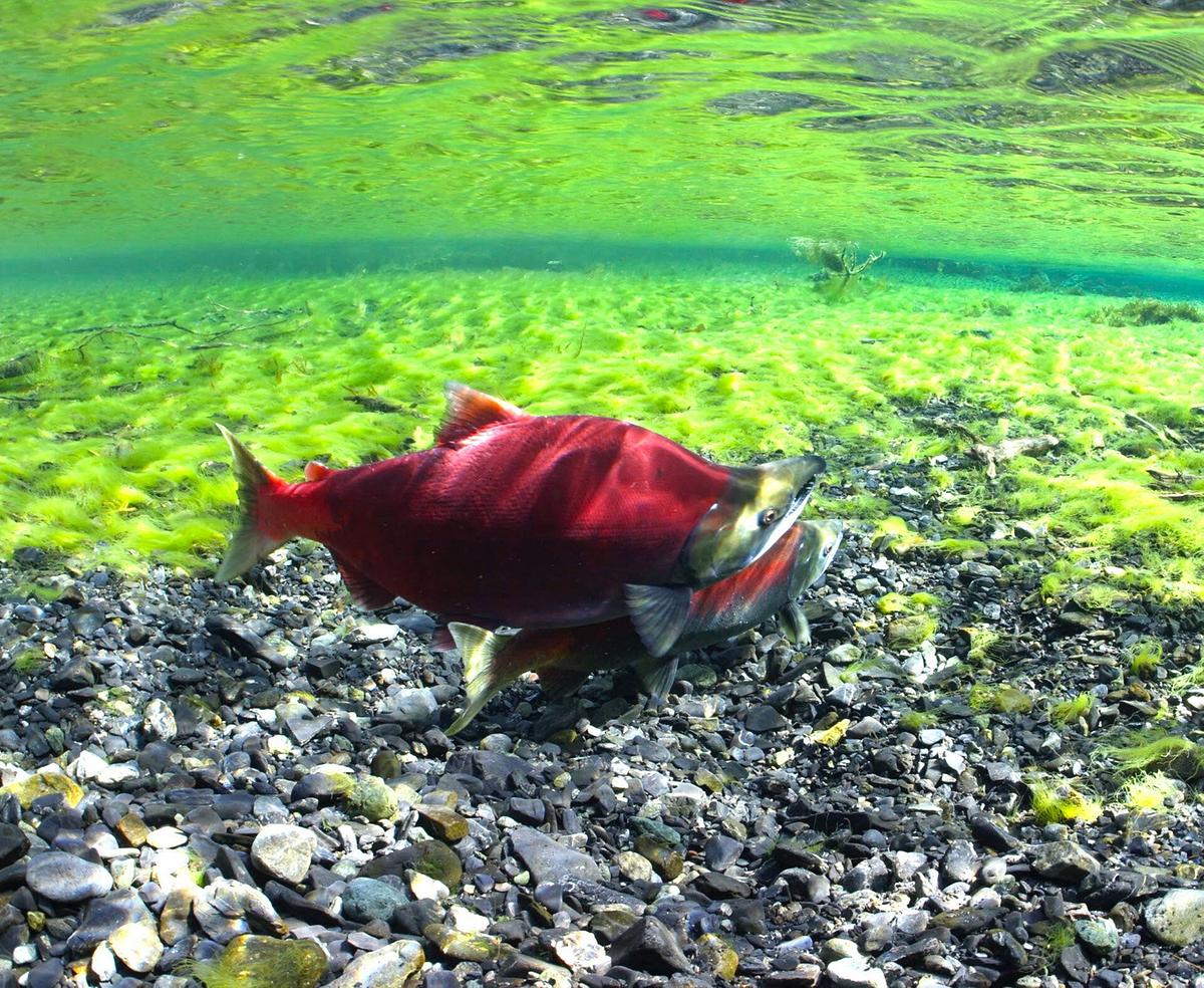 © ORF/Wild Logic LLC/Rick Rosenthal Zwei leuchtend rote Lachse schwimmen über neongrünen Algen.