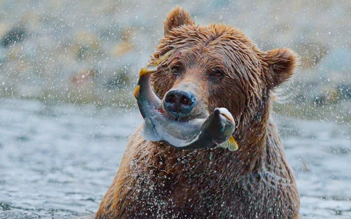 © ORF/Wild Logic LLC/Jon Johnston Ein nasser Braunbär hält einen Lachs in der Schnauze.