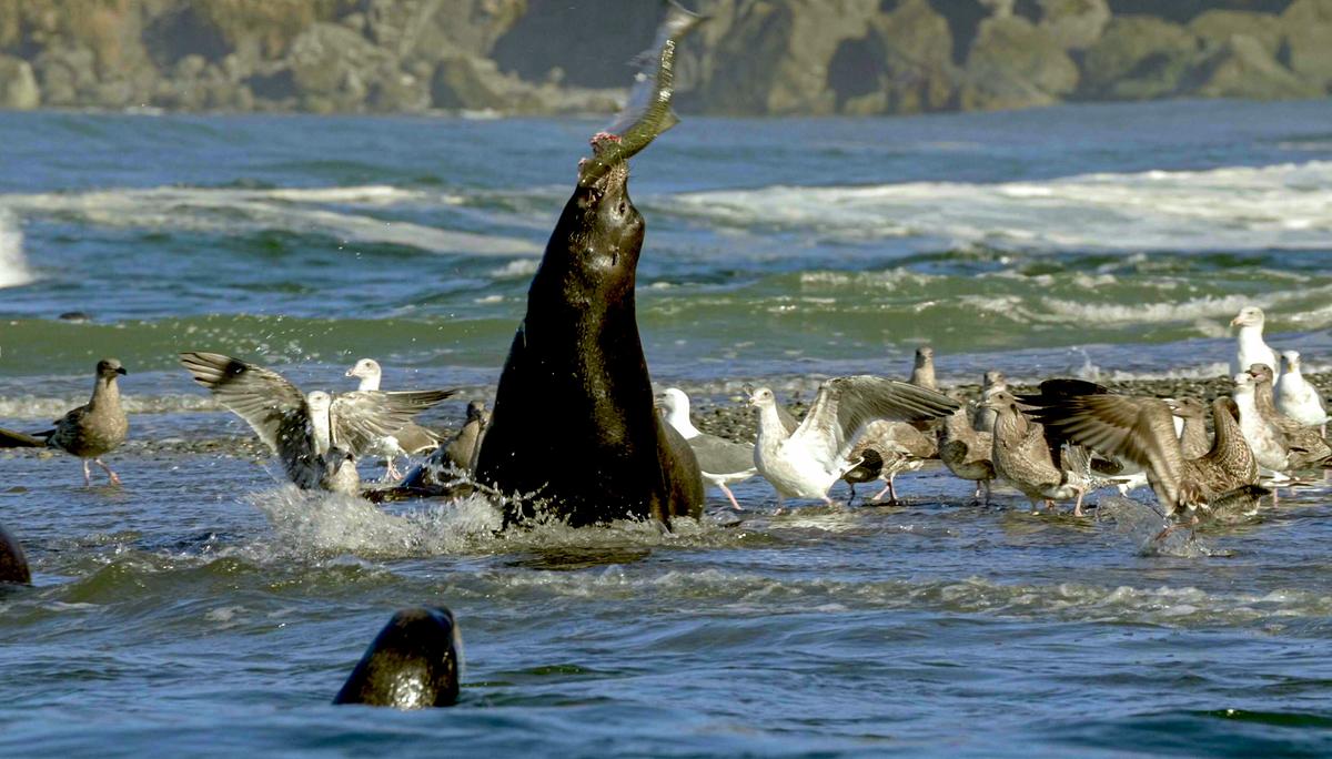 © ORF/Wild Logic LLC/Rick Rosenthal Eine Robbe im seichten Wasser, sie fängt einen Lachs auf, den sie in die Luft geworfen hat. Um sie herum warten Möwen auf Reste.
