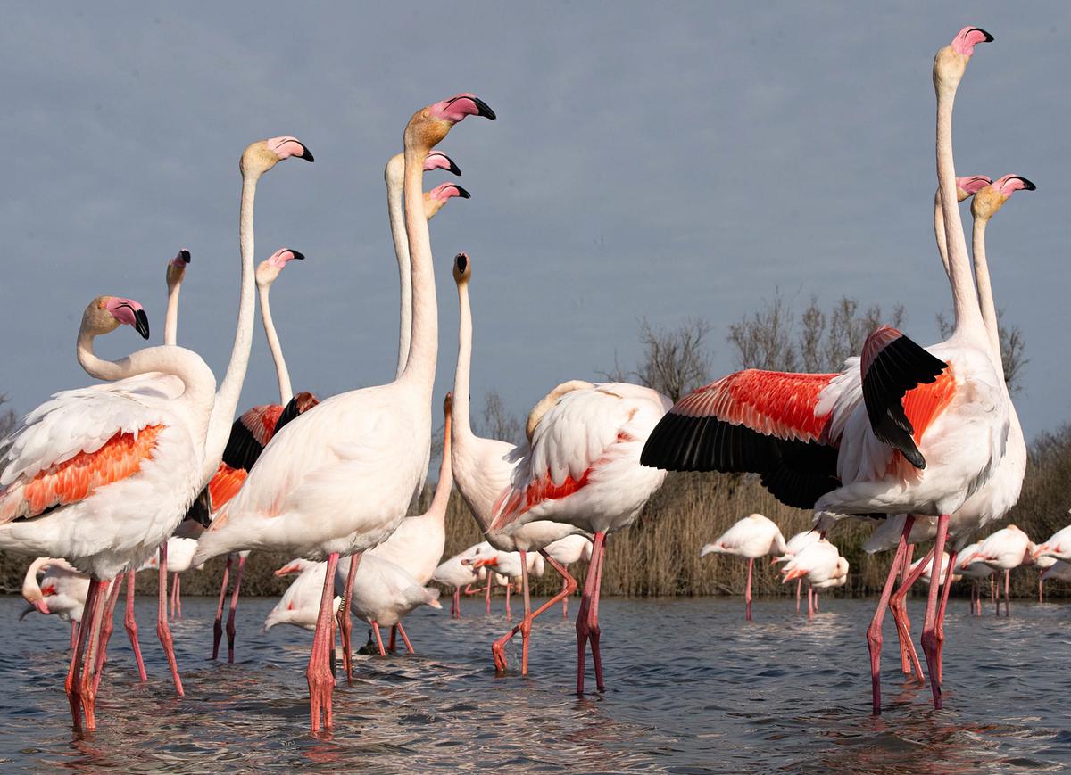Eine Gruppe Rosaflamingos steht im seichten Wasser. Im Hintergrund befindet sich ein Schilfgürtel.