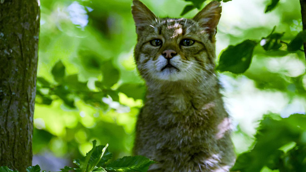 Eine Wildkatze inmitten von grünen Blättern. Ihr Kinn ist angehoben, sie scheint zu schnuppern.