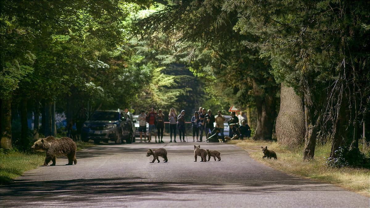 © ORF/dreiD.at filmproduktion/Luca Verducci/Paolo Forconi Die Bärin Amarena überquert mit ihren vier Jungen eine Straße, die von Wald gesäumt ist. Im Hintergrund halten sich zahlreiche Schaulustige auf.