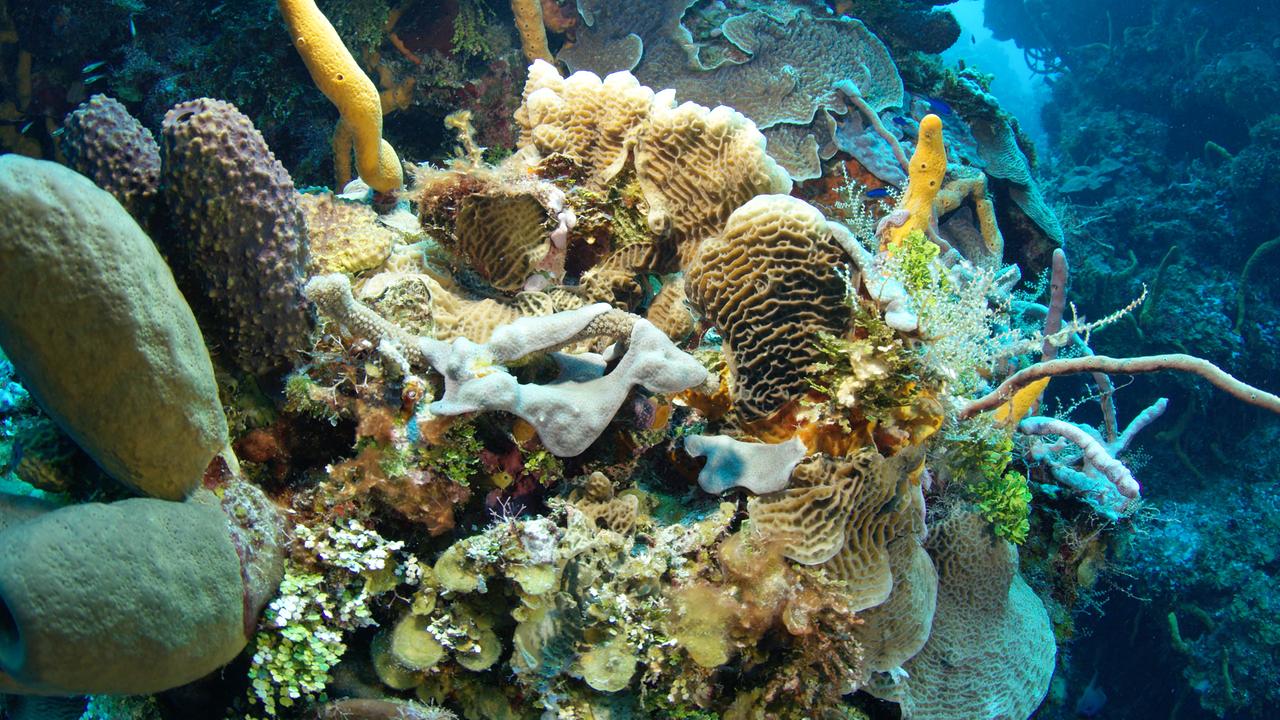 Kampf zwischen Korallen und Schwämmen.
