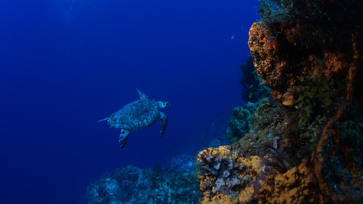Im Bild: Echte Karettschildkröte am Riff.